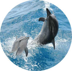 海豚觀賞&海洋公園